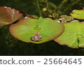 Pond Lotus and Frog of Plate Board Monet 25664645