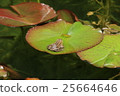 Lotus and frog 25664646