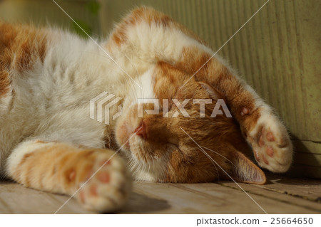 Sleeping tea cat Sleeping tea cat 25664650