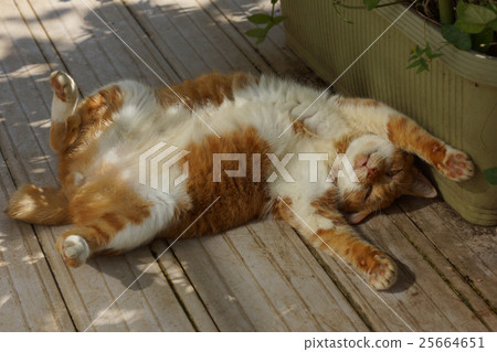 Relaxing tea cat 25664651