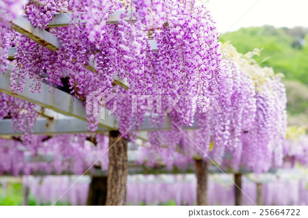 紫藤格子 25664722