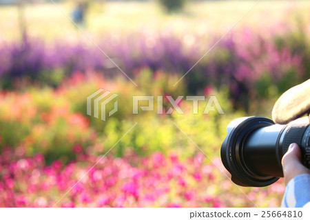 Amateur photographer taking pictures in a cosmos field 25664810