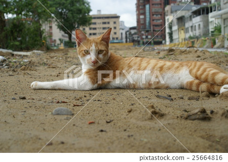 Street zoo Street zoo 25664816