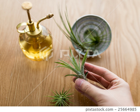 空氣植物 25664985