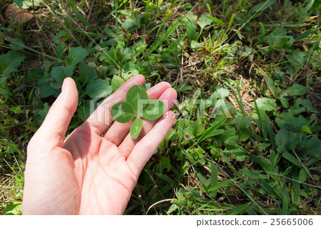 Four leaves clover 25665006