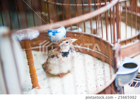 Bird for sale in Yuen Po Street bird garden Bird for sale in Yuen Po Street bird garden 25665082