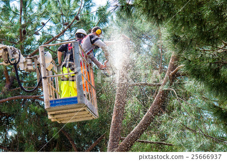 Professional Lumberjacks cuts trunks on the crane 25666937