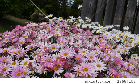 Akashi Kaikyo Park · Flower arrangement Akashi Kaikyo Park · Flower arrangement 25667195