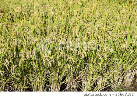 Fruit rice ear Fruit rice ear 25667198