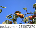 Persimmon fruits in autumn sky 25667270