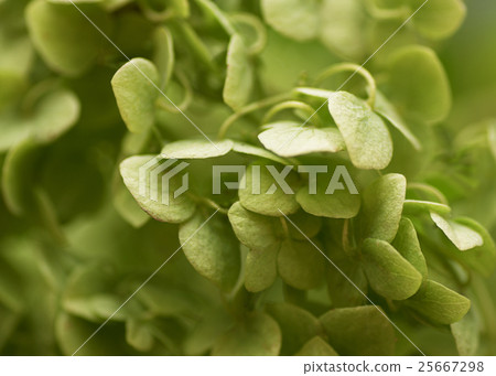blur individual flowers macro become green blur individual flowers macro become green 25667298