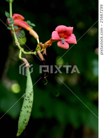 vine campsis with the pod of his flower,   25667299