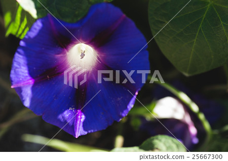 plants annuals morning glory - selective focus   25667300