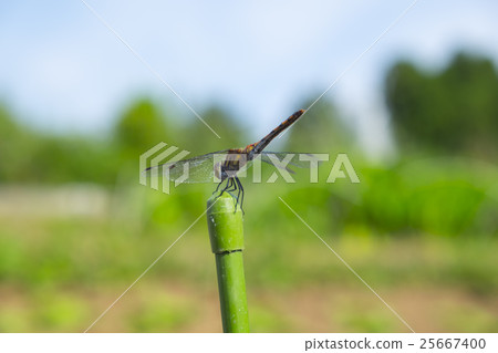 紅蜻蜓 25667400