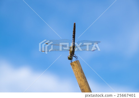 從蜻蜓的Shiokaratomoroba章魚 25667401