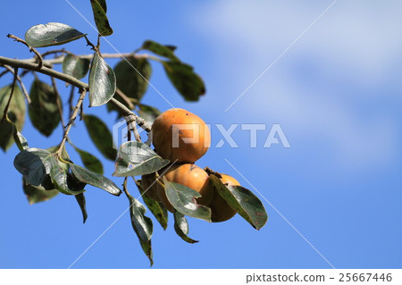 Fresh oyster in autumnal weather Fresh oyster in autumnal weather 25667446