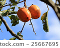 Fruit of the Great Fuji persimmon 25667695