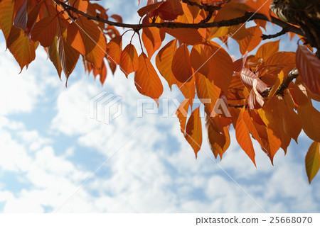 Autumn leaves. Natural seasonal colored background 25668070
