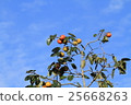Autumn sky and persimmon 25668263