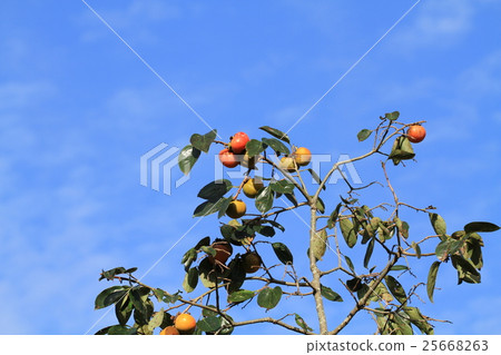 Autumn sky and persimmon 25668263