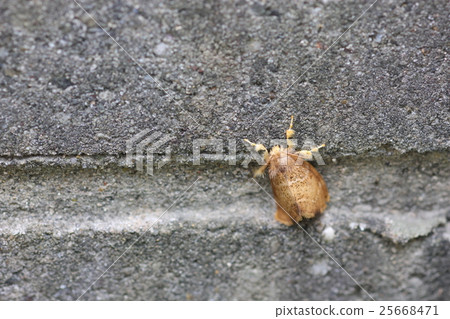 Chadduka 01 Chadduka 01 25668471