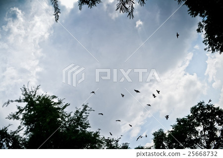 bird flying in the sky 25668732