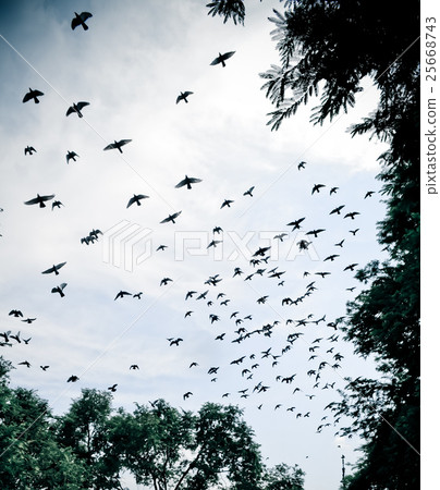 bird flying in the sky 25668743