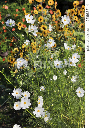 White cosmos and harshagik White cosmos and harshagik 25668744