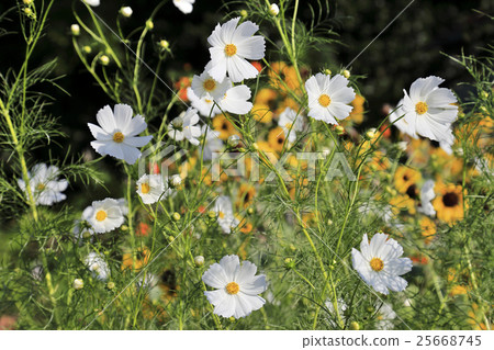 白色波斯菊和harshagik 25668745