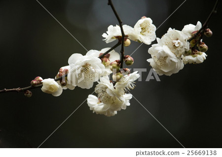 White plum 25669138