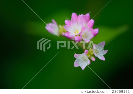 Misozoba的小而美麗的花朵和花蕾 Misozoba的小而美麗的花朵和花蕾 25669151