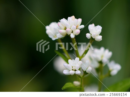 Misozoba的小而美麗的花朵和花蕾 Misozoba的小而美麗的花朵和花蕾 25669154