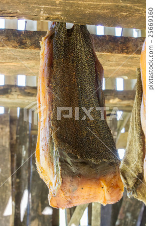 Iceland's fermented shark Iceland's fermented shark 25669160