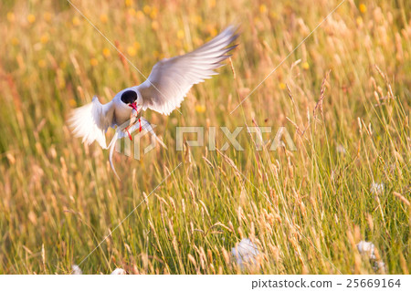 Arctic tern with a fish - Warm evening sun 25669164