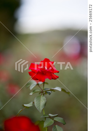 A red rose of a single bloom that blooms in Nagai Botanical Garden in Osaka-shi Osaka-shi Higashimiyoshichi Ward 25669172