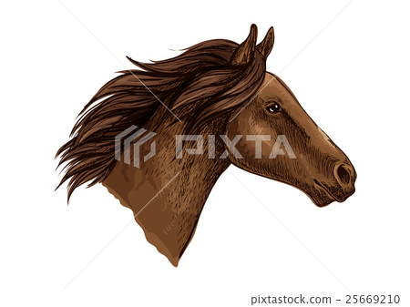 Brown horse head isolated sketch Brown horse head isolated sketch 25669210