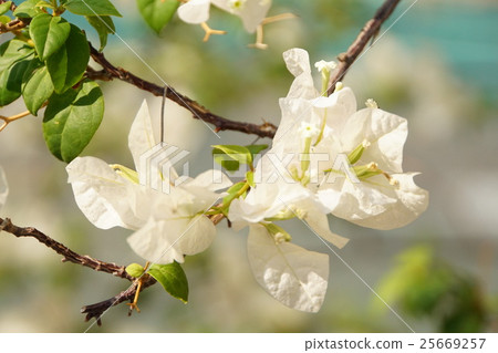 九重葛，九重葛（Bougain Villea） 25669257