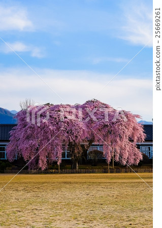 櫻花和舊學校建築(95) 櫻花和舊學校建築(95) 25669261