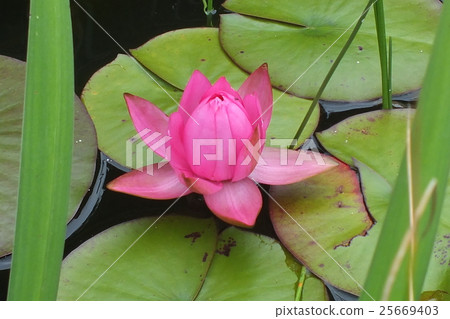 一朵蓮花 25669403