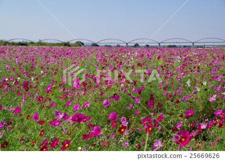 Cosmos field and red water pipe bridge Arakawa river bed Children's perspective 25669626