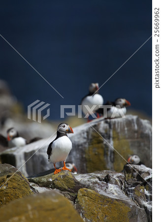 Small group of puffins standing on the rocks Small group of puffins standing on the rocks 25669962