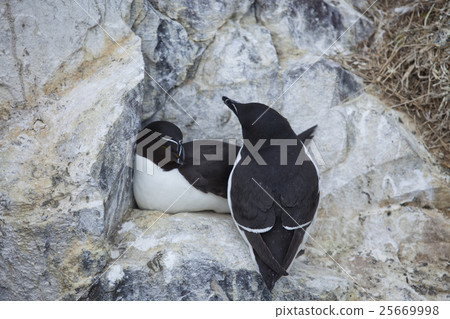 Razorbill couple on the rocks 25669998