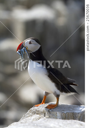 Puffin with sand eels in its beak Puffin with sand eels in its beak 25670036