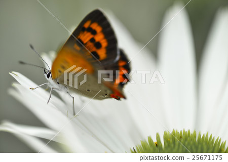 Shizimi蝴蝶和紫錐菊2 25671175