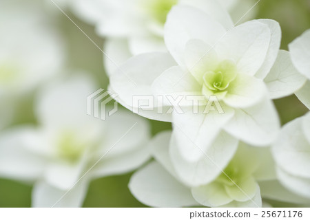 懦弱的幸福1 25671176