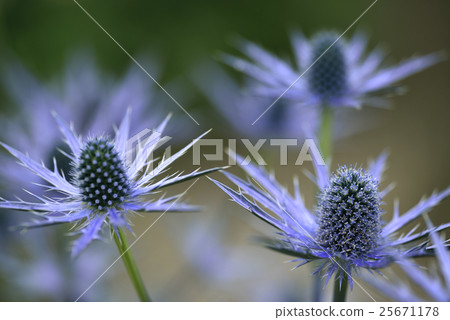 Erinja（大藍1） 25671178