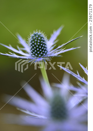 Erinja（大藍2） 25671179