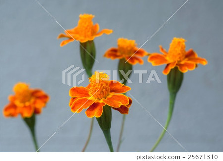萬壽菊 25671310