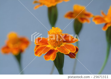 萬壽菊 25671311
