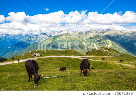 view of the Alps with a herd of cattle 25671359